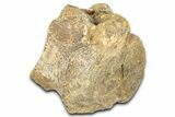 Hadrosaur (Edmontosaurus) Caudal Vertebra Centrum - Montana #331266-1